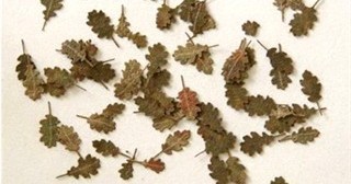 Oak leaves (c. 80pcs.) - Autumn