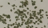 Birch leaves (c. 80pcs.) - Green