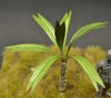 Small Palm Tree - 7cm