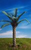 Oil Palm – Jungle, Pacific, Desert