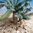 Young Date Palm Set – Desert, Spain, Southern Asia