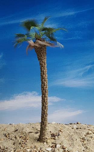 Desert Fan Palm – Desert, Mediterranean