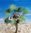 Desert Fan Palm – Desert, Mediterranean