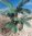 Cycad Palm – Jungle, Pacific, Desert