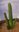Large Cactus Set