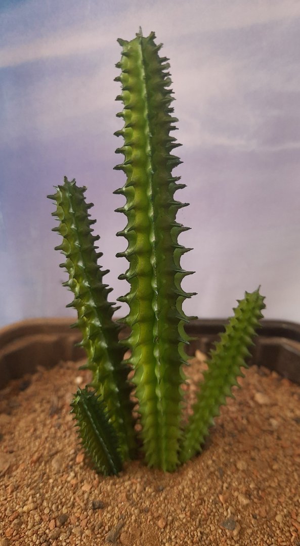 Large Cactus Set